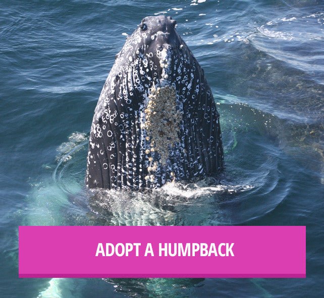 Riviera Towel Co. Adopts Sirius the Humpback Whale - The Riviera Towel Company