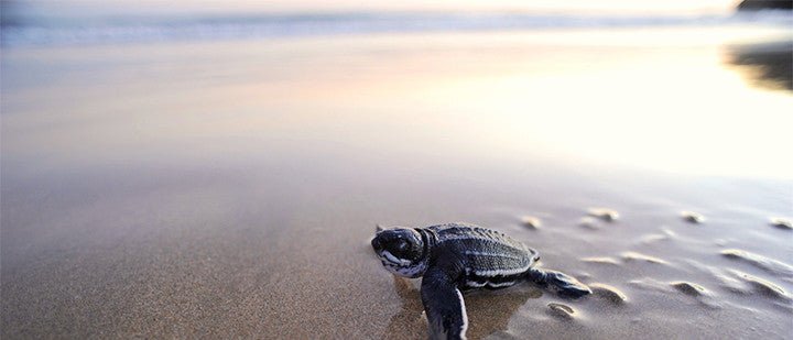 Wanted: Sea Turtle Photos for STC’s 2017 Calendar - The Riviera Towel Company