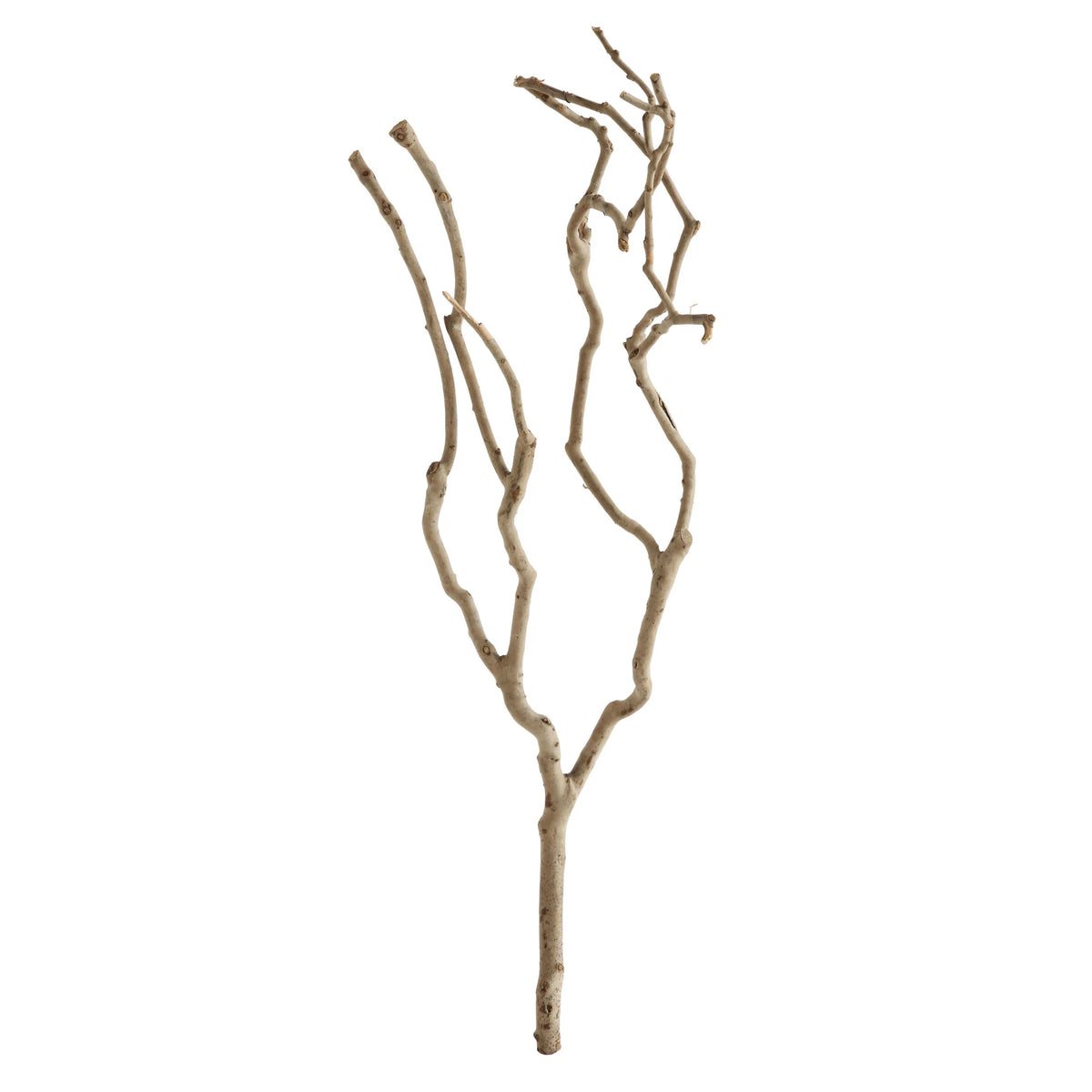 Natural Tea Tree Branch, view 2